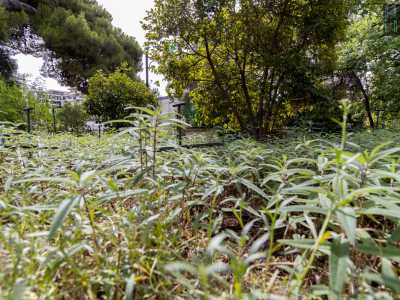 ...e intere aiuole di salvia...